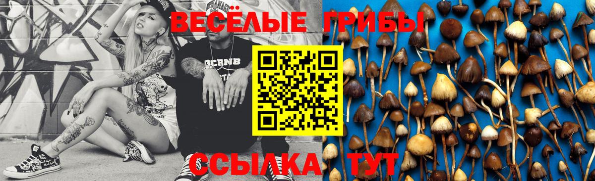 Галлюциногенные грибы Psilocybe Омск